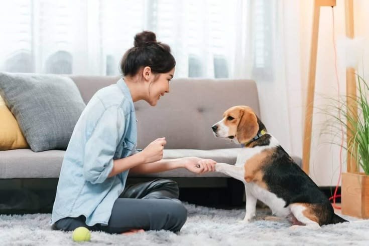 Pet Care